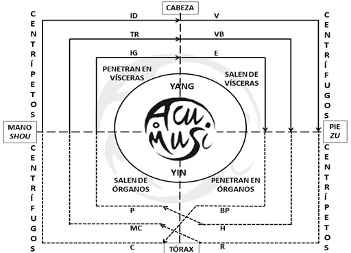 CANAL UNITARIO 手陽 – 足陽 足陰 – 手陰 OTRAS CONEXIONES Y RELACIONES ENTRE LOS MERIDANOS PRINCIPALES   經脉