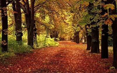 La Acupuntura en el Otoño (2 de 2)