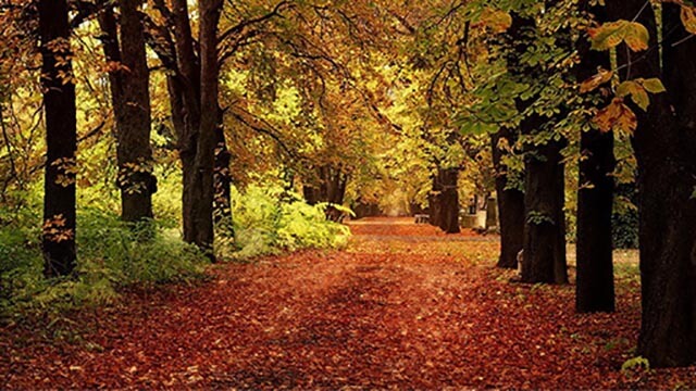 La Acupuntura en el Otoño (2 de 2)