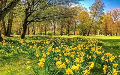 La Acupuntura en la Primavera (2 de 2)
