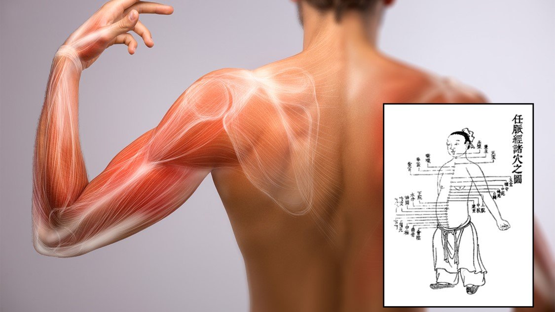 acupuntura multisistemica canales neuromuscular