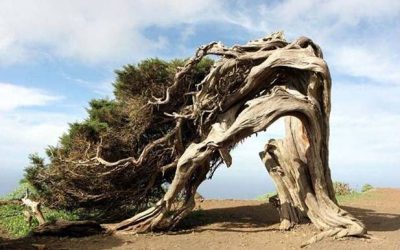 Efectos del Viento