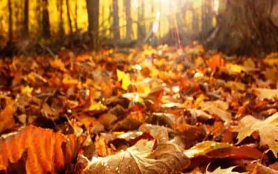El otoño en la MTCh (2 de 2)