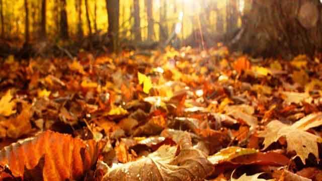 El otoño en la MTCh (2 de 2)