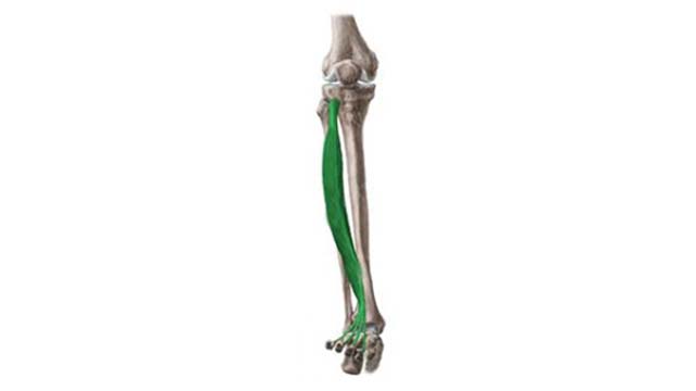 El músculo extensor de los dedos del pie (2 de 2)
