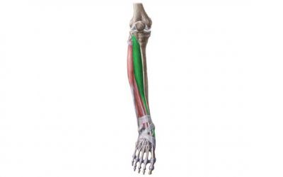 El músculo tibial anterior (tibialis anterior) (2 de 2)