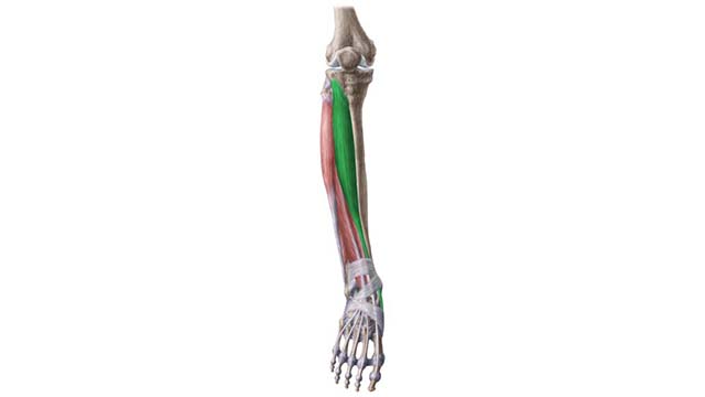 El músculo tibial anterior (tibialis anterior) (2 de 2)